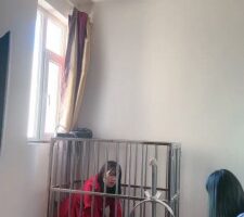 【萝莉刑】狗笼里的母畜 bf24633