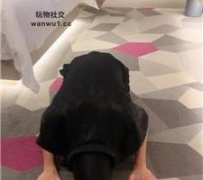 【LL77】高帮匡威鞋跪舔/牛奶吐嘴/深喉坐脸 JS240919-4