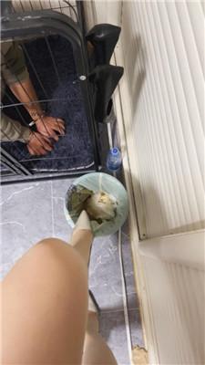 【可馨大大】囚禁狗笼-强制喂食圈养奴 JS241208-61