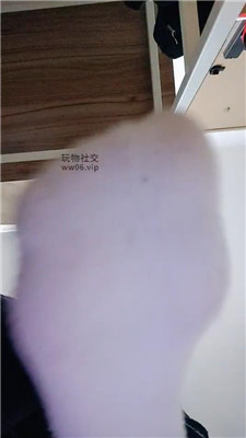 【上海汤圆】灯    250205-10