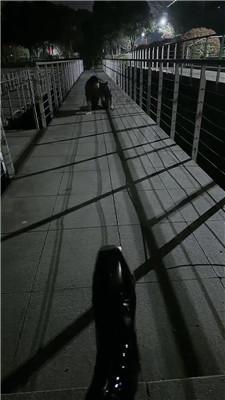 【颜值】深夜户外遛狗犬化场 JS260328-18