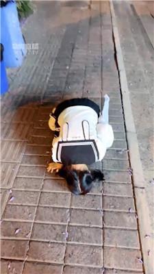 【玥樾】户外遛母狗专场 bf62234